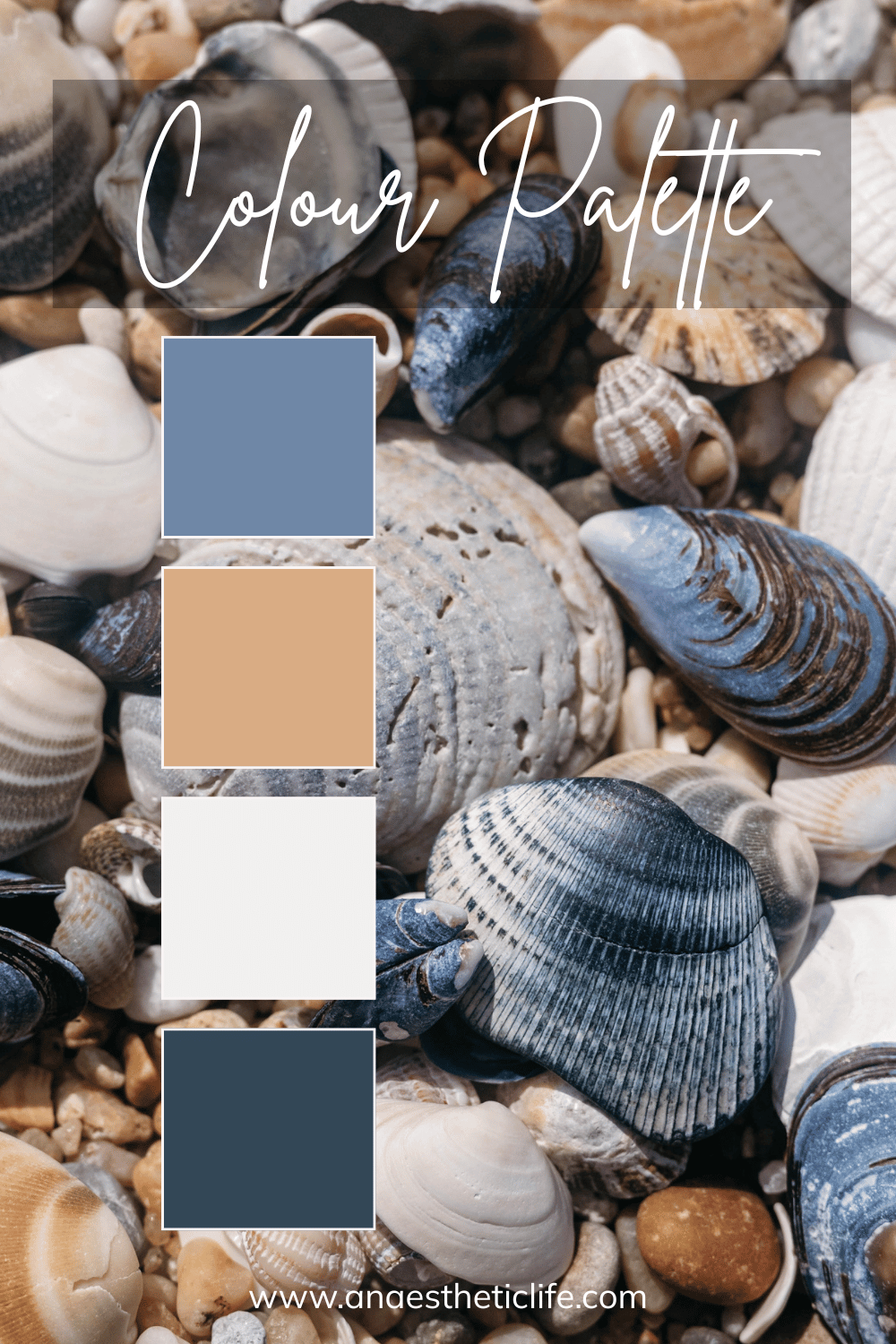 Coastal color palette inspired by shells