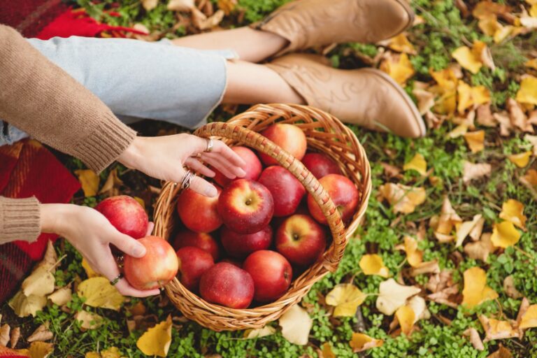 going apple picking to celebrate fall